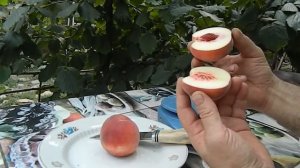 Видеообзор новинки на участке. Персик Фиделия,второй год.