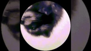 Педро педро