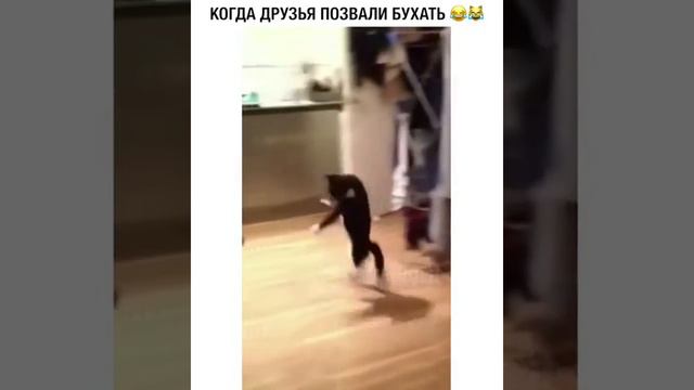 Когда друзья позвали бахать