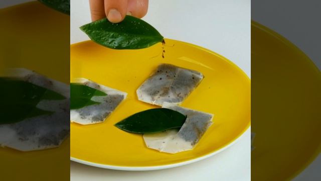 Лайфхаки Размножаем растения смотреть онлайн