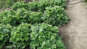 КОГДА  УКРЫВАТЬ КЛУБНИКУ  НА ЗИМУ .ВАЖНО  НЕ УПУСТИТЬ  ЭТОТ МОМЕНТ