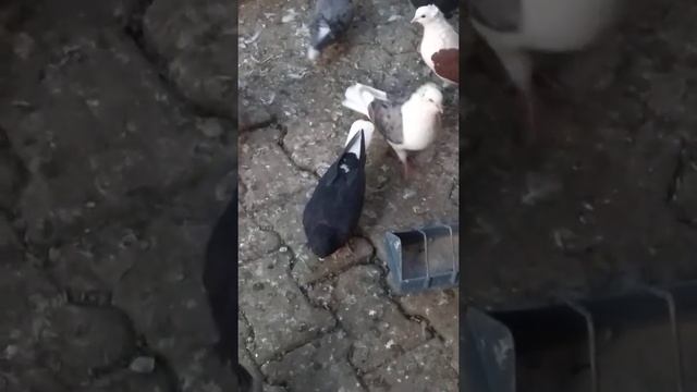 Голуби породы Кудул и Белохвостые