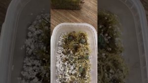 ??☘️Укоренение церопегии и оттоны