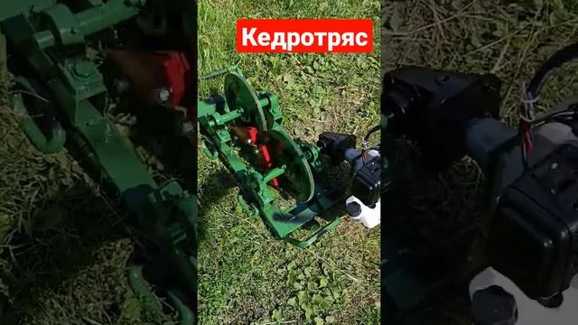 Кедротряс.