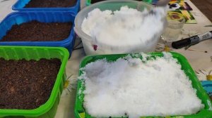 ВИОЛА-посев на снег!?❄️