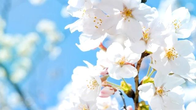 Стихи для Души - Дивная сказка весны... смотреть онлайн