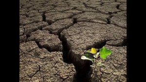 Дерево проклятое в Коране и Заккум