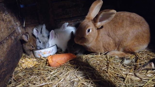 Маленькие кролики кушают с крольчихой большую морковку смотреть онлайн