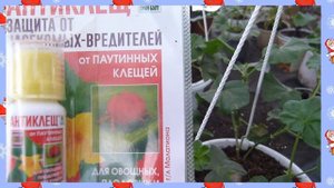 Плющелистная пеларгония причина недуга найдена. Невидемый вредитель