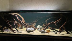 Новая коряга в аквариум с ЮА