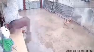 Суровая китайская коррида. Не для слабонервных