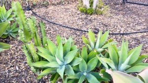 The FOX TAIL AGAVE DEATH BLOOM / The Final Stage in the Life cycle.