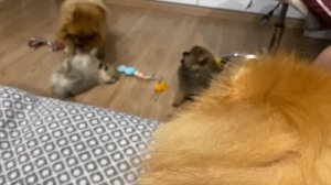 Щенкам 10 недель. Первое купание шпица. Непослушные щенки. Кто ходит мимо пеленки