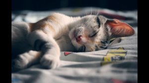 RELAX/ ПОГРУЖЕНИЕ В ГЛУБОКИЙ СОН/МЕДИТАЦИЯ