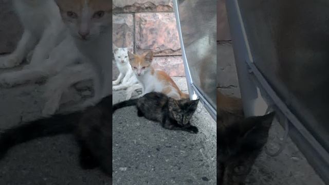 Няшные киски просто прелесть 😇😃☺😅 смотреть онлайн