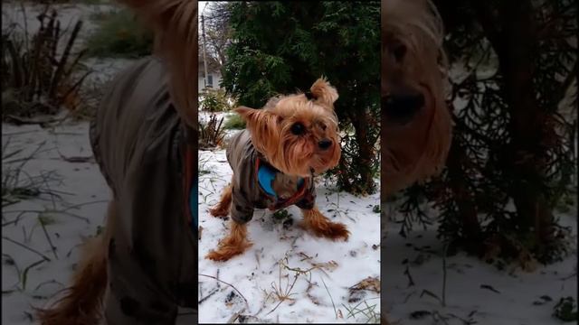 30 марта в Ростовской области #dog #puppy #doglover #funnypuppy #funny #funnydog смотреть онлайн