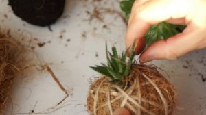 КОКЕДАМА - шарик из мха. Мастер класс: кокедама из кокосового волокна