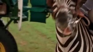 Racing Stripes - First Race