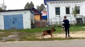 ВОЛЕЙБОЛ С СОБАКОЙ,