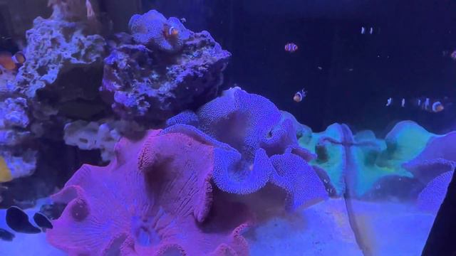 Trio of Haddoni Anemone смотреть онлайн