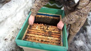 Первые пасечные работы с семьями после массового облёта пчёл. Beekeeping.