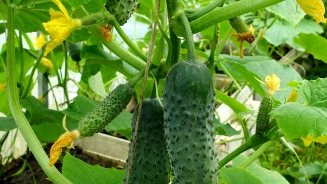 По 100 кг с куста! Сажайте в марте - апреле эти семена огурцов и вас завалит урожаем!
