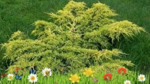 Можжевельник средний Mетхот ? Обзор: посадка и уход. саженцы можжевельника: описание и особенности