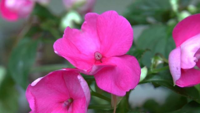 Fleißiges Lieschen - Von der Knospe zur Blüte