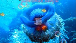 Самые гиганские и ядовитые медузы черного моря