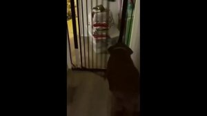 😻🐶Очень смешные моменты с кошками и собаками😻🐶Funny cats and dogs😻🐶№ 12