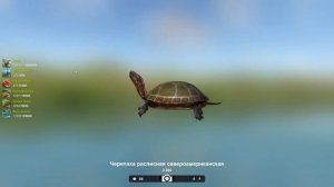 Черепаха расписная североамериканская, трофей 2,284 кг, Река Миссисипи, игра Трофейная рыбалка 2