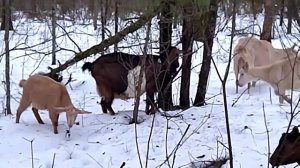 Рыбий жир для коз. Витамин Д им необходим!