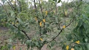 груша Кавказ