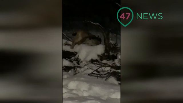 47news: Рысь идёт смотреть онлайн