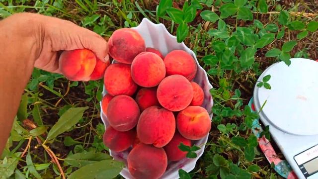 06.08.2021 г. Ещё раз о PF-5B, cерии Флемин Фьюри. смотреть онлайн