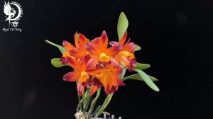 HOA LAN ĐẸP (Cattleya Varut Startrack "Golden Tiger") hoa chùm thơm nồng nàn