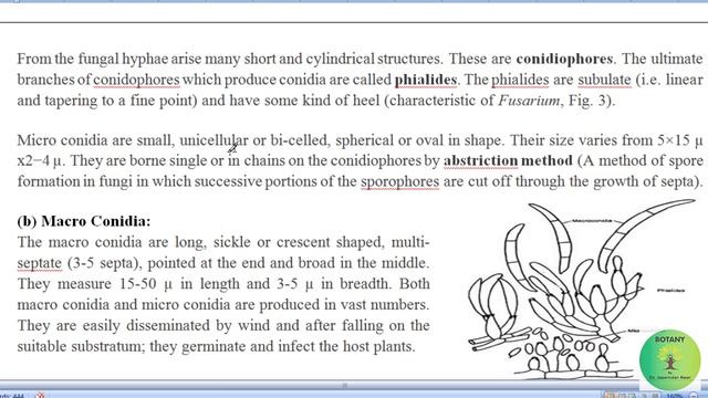 Fusarium (Fungus) detailed notes with explanation for B. Sc. (Botany) смотреть онлайн