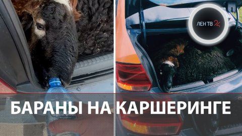 Бараны на каршеринге в Петербурге: История с животными в багажнике закончилась... пловом
