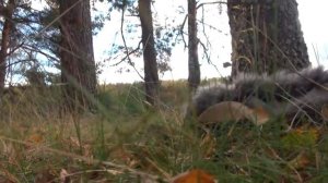 Как ежик грибы собирал