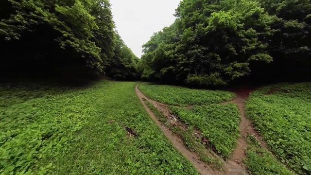 Прогулка по лесу ОГРОМНЫЕ ДЕРЕВЬЯ смотреть онлайн