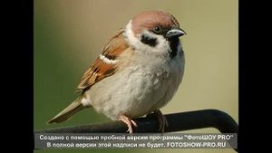 Воробушек Детская песенка