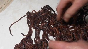 Черный Принц - моя версия Старателя, выведенная за 4 года.