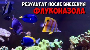 Борьба с нитчатыми водорослями в морском аквариуме