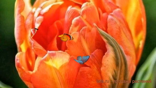 Тюльпан махровый Монте Ориндж (monte carlo) 🌿 обзор: как сажать, луковицы тюльпаны Монте Ориндж смотреть онлайн