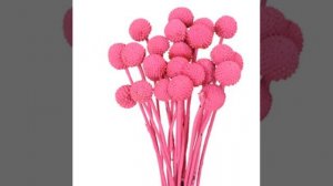 All Flowers Craspedia Billy Balls