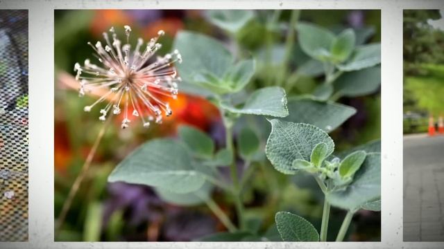 Sharp lens, Sharper camera: Nikon D810 DSLR & Sigma 50mm 1.4 Art Lens смотреть онлайн