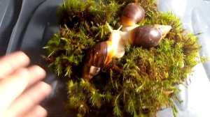 Что нужно для улитки Ахатина?