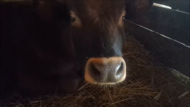 КАК ВЫБРАТЬ КОРОВУ МОЙ ОПЫТ смотреть онлайн