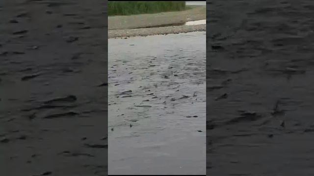 Речка Вилка, море рыбы