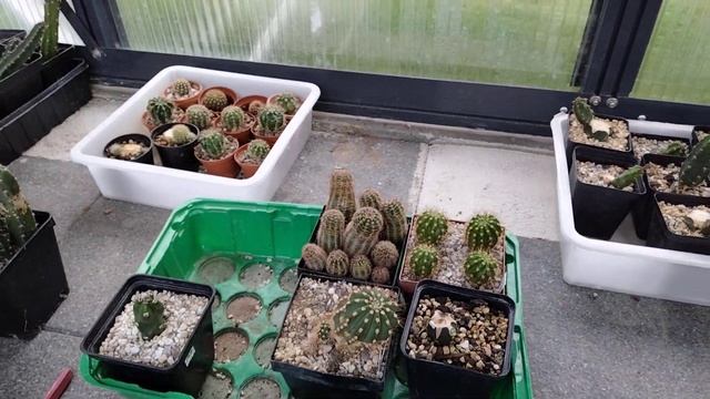 Какие кактусы продаю?Эхинопсисы,ребуции,сулькоребуции,эхиноцереусы..